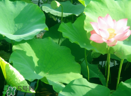 荷葉可以包粽子嗎？荷葉怎么包粽子？