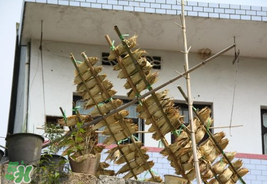 粽葉怎么曬干？粽葉怎么曬干不卷？