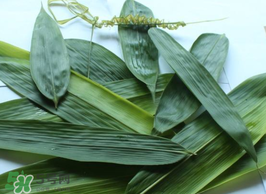 粽葉怎么曬干？粽葉怎么曬干不卷？