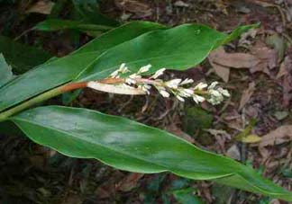 粽葉有什么用處？粽葉的功效與作用