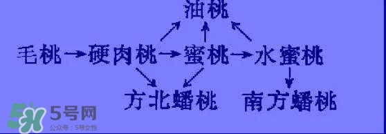 沒有毛的桃子叫什么？桃子毛為什么會(huì)癢？