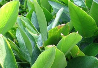 箬葉和粽葉有什么區(qū)別？箬葉是粽葉嗎？