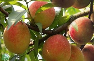 水蜜桃的產(chǎn)地在哪里？水蜜桃熱量高嗎？