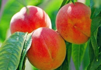 孕婦能吃桃子嗎？孕婦吃桃子對胎兒好嗎？