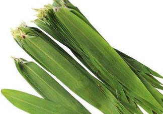 蘆葦葉可以包粽子嗎？蘆葦葉的功效與作用