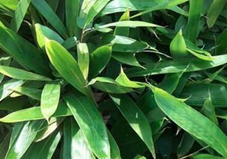 粽葉是什么植物的葉子？粽子葉是什么葉子？