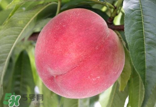 桃子的種類有哪些？哪種桃子最好吃？