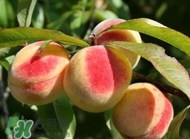 桃子的毛可以吃嗎？桃子的毛怎么洗？