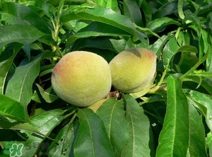 沒有毛的桃子叫什么？桃子毛為什么會(huì)癢？