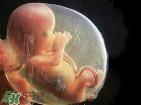 懷孕四個月需要做什么檢查？懷孕四個月胎兒圖