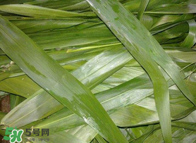 蘆葦葉包粽子之前要煮嗎？蘆葦葉煮多久？