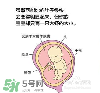 懷孕四個月需要做什么檢查？懷孕四個月胎兒圖