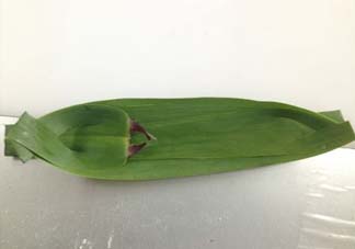 蘆葦葉怎么保存？蘆葦葉可以放冰箱嗎？