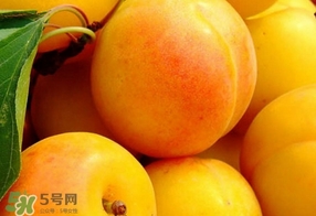 黃桃是杏子嗎？黃桃和杏子的區(qū)別