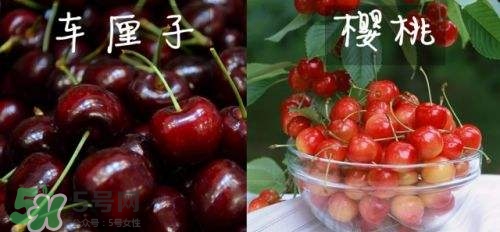 櫻桃和車?yán)遄佑惺裁磪^(qū)別？櫻桃和車?yán)遄幽膫€(gè)貴？
