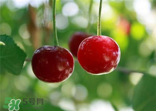 哺乳期能吃櫻桃嗎？哺乳期吃櫻桃寶寶會上火嗎？