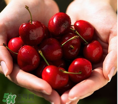 櫻桃是熱性還是涼性？櫻桃能多吃嗎？