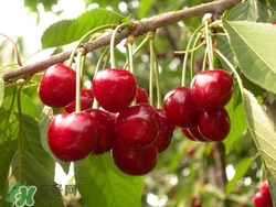 櫻桃是熱性還是涼性？櫻桃能多吃嗎？