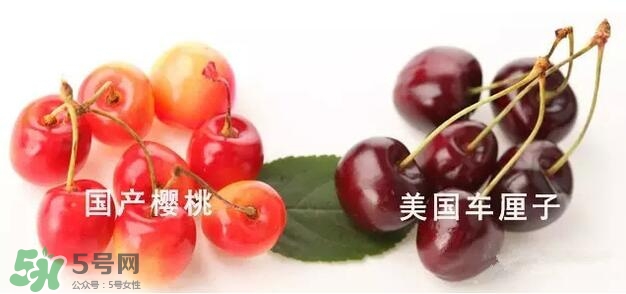 櫻桃和車?yán)遄佑惺裁磪^(qū)別？櫻桃和車?yán)遄幽膫€(gè)貴？