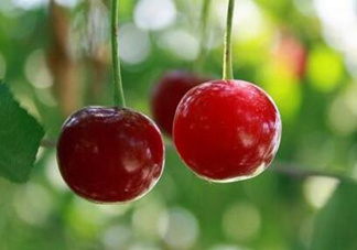 哺乳期能吃櫻桃嗎？哺乳期吃櫻桃寶寶會上火嗎？