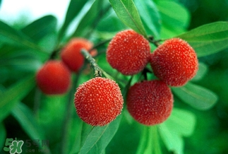 孕婦吃楊梅有什么好處？孕婦夢(mèng)見吃楊梅是什么意思？