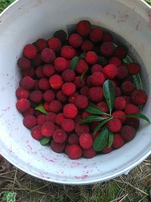 楊梅罐頭孕婦可以吃嗎？楊梅罐頭可以放多久？