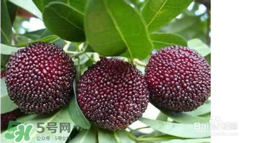 楊梅怎么吃好吃？楊梅怎么吃不酸？