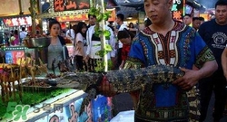 鱷魚(yú)肉價(jià)格多少錢(qián)一斤？吃鱷魚(yú)犯法嗎？