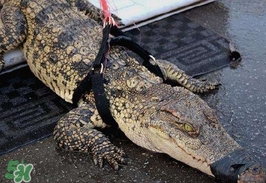 鱷魚的眼淚是什么意思？鱷魚為什么會(huì)留眼淚