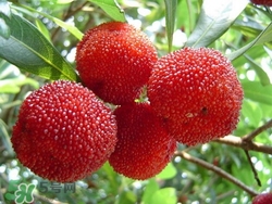 楊梅吃多了會(huì)上火嗎？楊梅吃多了會(huì)胖嗎？