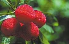 楊梅怎么吃好吃？楊梅怎么吃不酸？