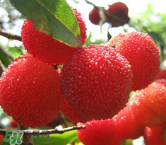 楊梅怎么吃好吃？楊梅怎么吃不酸？