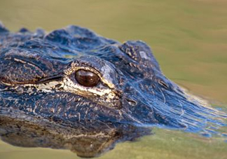 鱷魚的眼淚是什么意思？鱷魚為什么會(huì)留眼淚