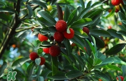 楊梅怎么吃好吃？楊梅怎么吃不酸？