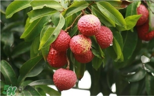 荔枝孕婦可以吃嗎？孕婦吃荔枝會流產(chǎn)嗎？