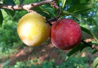 吃雙華李上火嗎？雙華李的功效與作用