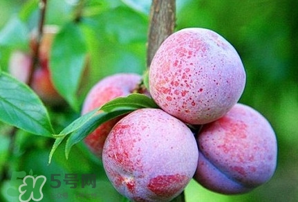 三華李種哪個品種好？三華李有多少個品種