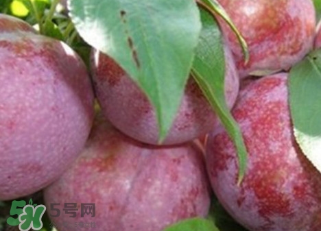 雙華李怎么吃不酸？雙華李不能和什么一起吃？