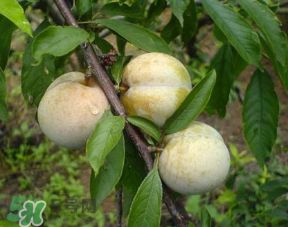 南華李什么時候成熟？南華李和三華李的區(qū)別