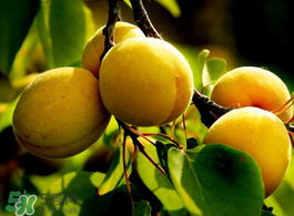 杏子不能和什么一起吃？杏子和什么不能同吃？