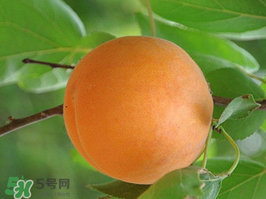 杏子不能和什么一起吃？杏子和什么不能同吃？