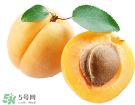 杏子幾月成熟？杏子什么時候成熟？