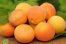 杏子一天吃幾個(gè)？杏子一次可以吃多少？