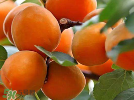 杏子一天吃幾個(gè)？杏子一次可以吃多少？