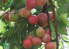 三華李種哪個品種好？三華李有多少個品種