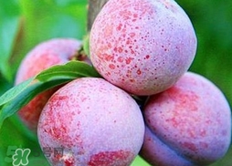 三華李可以放多久？三華李可以冷藏嗎？