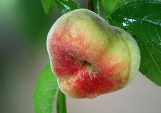 盤桃是蟠桃嗎？盤桃和蟠桃一樣嗎