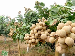 龍眼是熱性還是涼性？龍眼能多吃嗎？