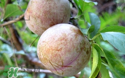 雙華李有什么營(yíng)養(yǎng)？雙華李的營(yíng)養(yǎng)價(jià)值