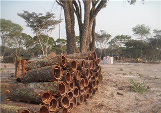 安哥拉樹皮的功效 安哥拉樹皮怎么用？